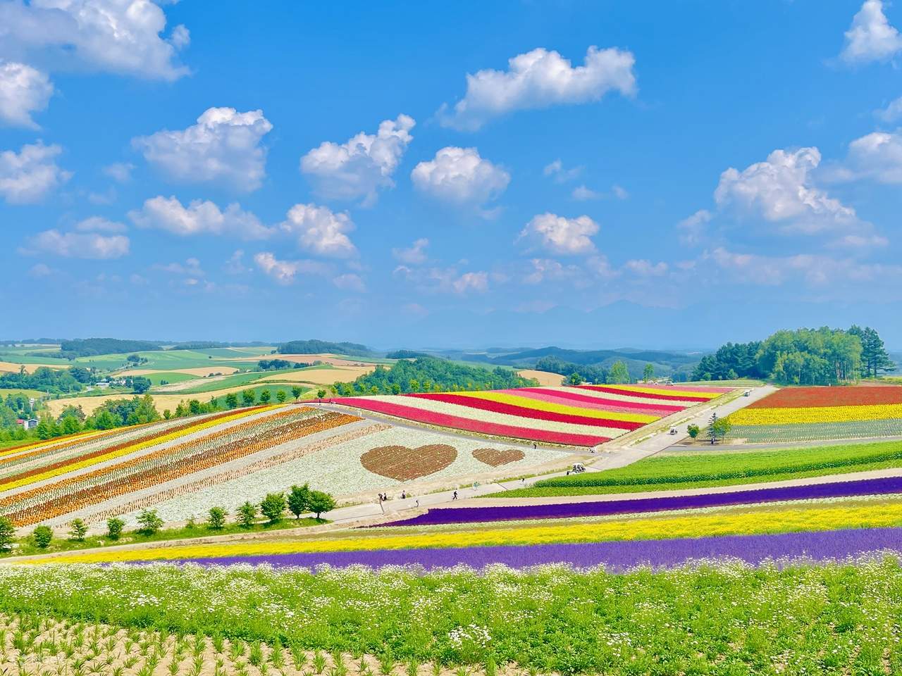 Hokkaido Day Trip] Furano Flower Fields, Biei Blue Pond, Shikisai